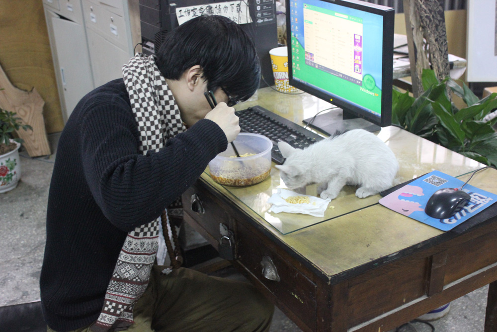 工作至于吃饭时小猫也来蹭吃3
